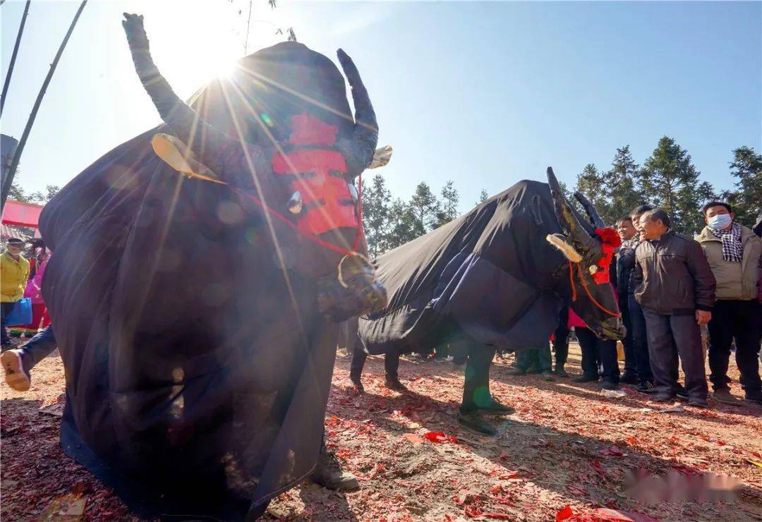 祖宗传来下的舞春牛在浦北平睦镇再次出现_表演_保护_民间