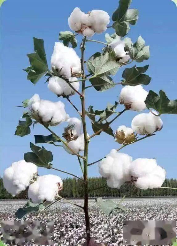 沙湾市2023年棉花主栽品种推荐_种业_果枝_生育期