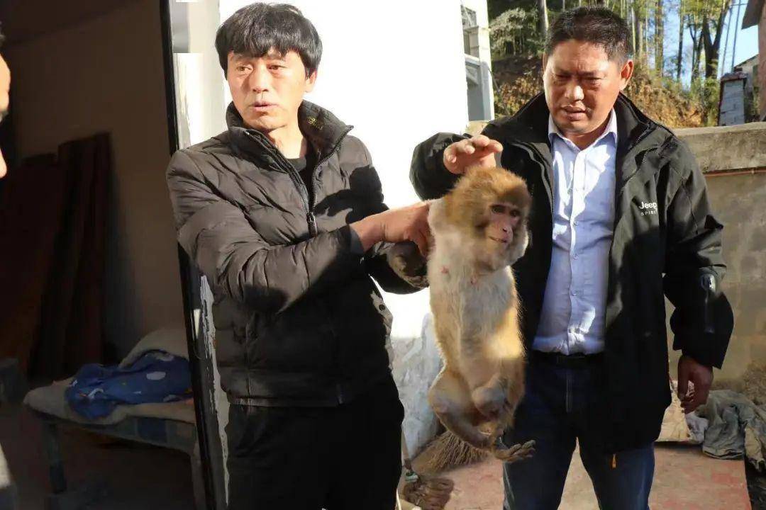 景德鎮市林業局野生動物救助站動物園園長蔡月壯一行立即趕到了茶培村