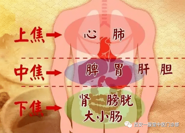 中医科普226:人是有机整体,脾胃病跟心,肺,肝,肾都有关系