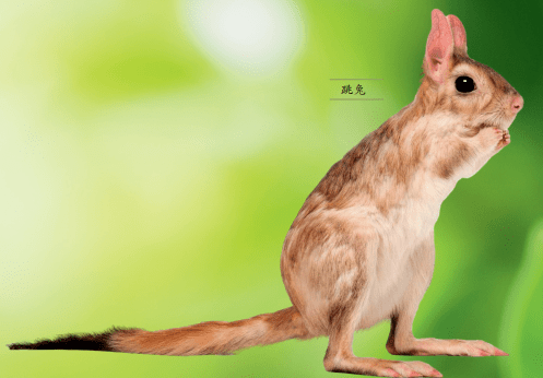 跳兔的名字很容易让人产生误解,以为是指善于跳跃的