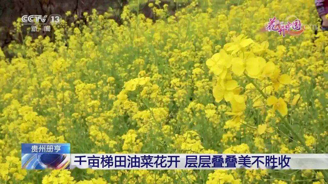 美不堪收！央视存眷贵州册亨千亩梯田油菜花开