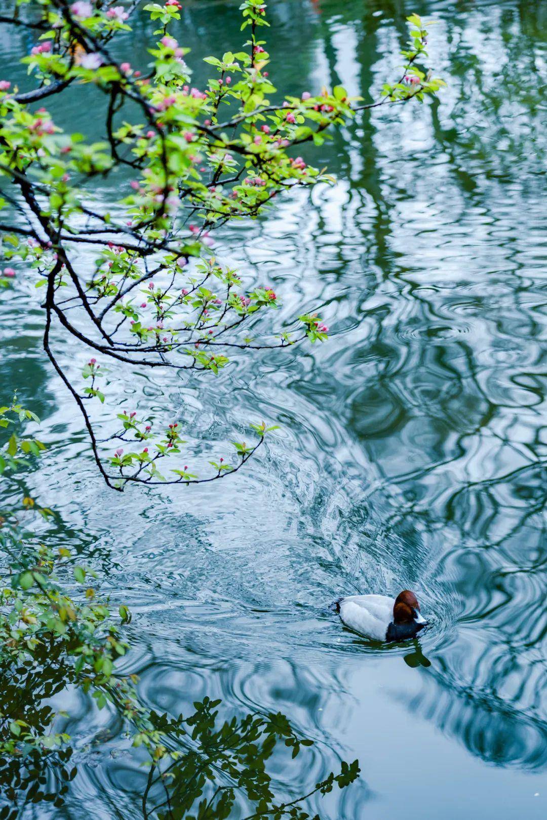 风乍起吹皱一池春水(风乍起吹皱一池春水下一句)