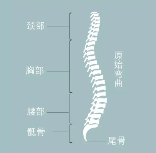 胸椎後凸脊柱有4個彎曲在正常情況下保護脊髓和維持我們運動的功能