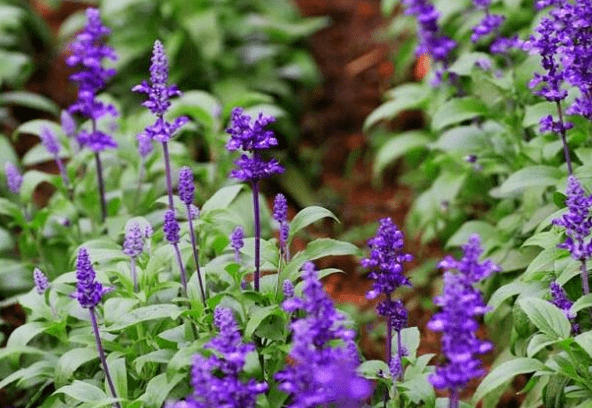 仙丹花（仙丹百科） 第2张