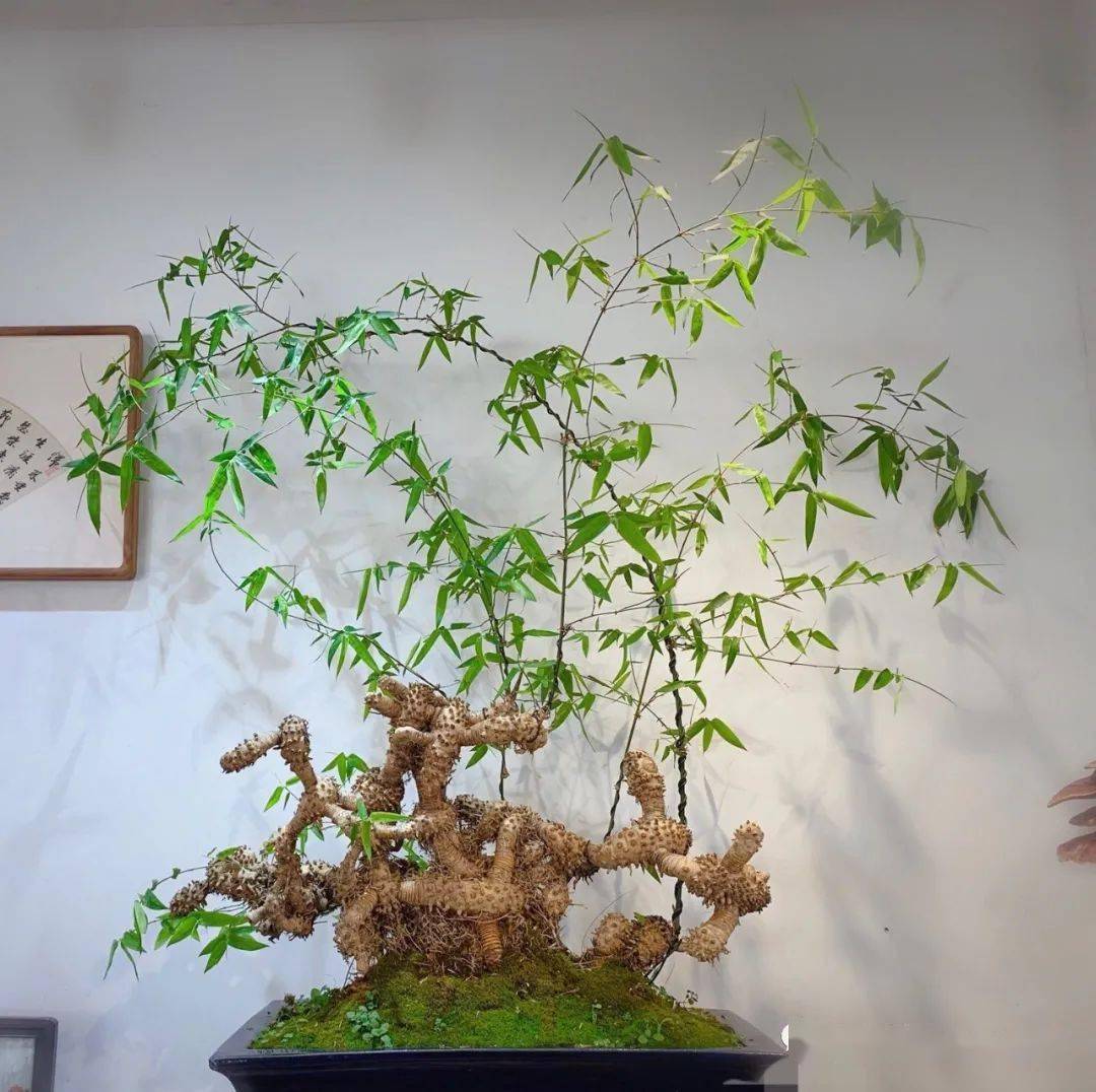 勒竹盆景,极品之赏!_竹子_园艺_苔藓