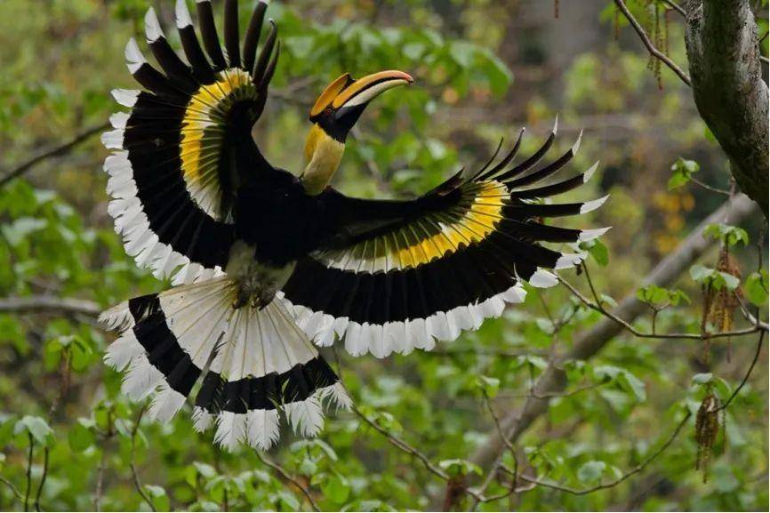 高黎贡山生态调查 | 活动报名_中国_自然_动植物