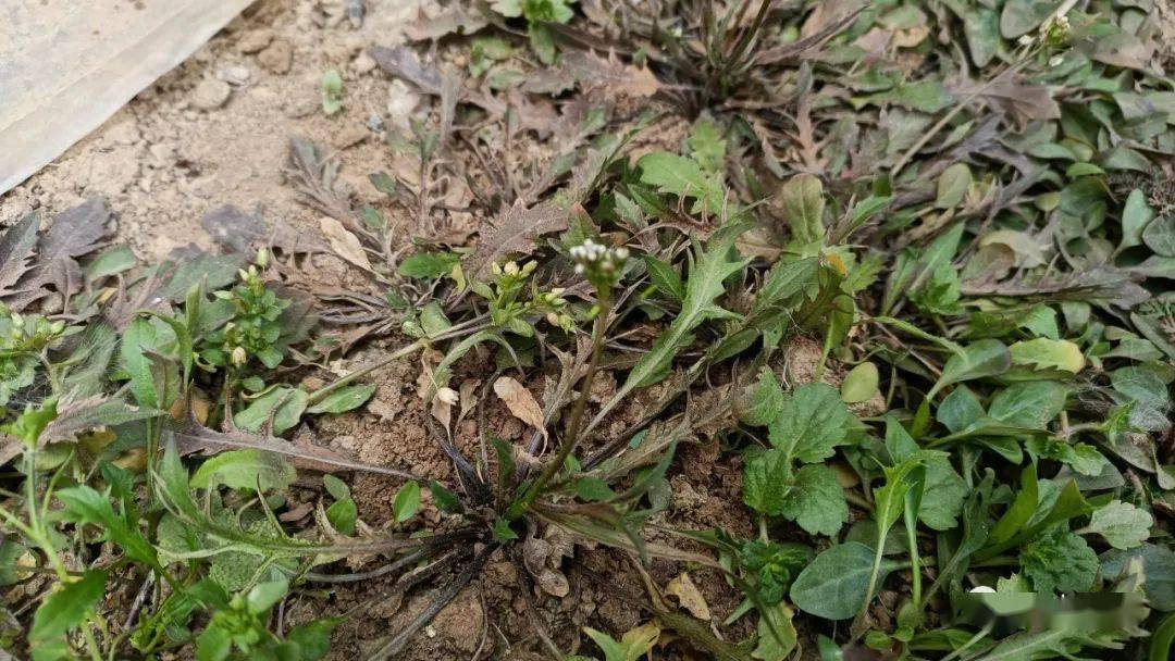 香荠菜开花图片图片