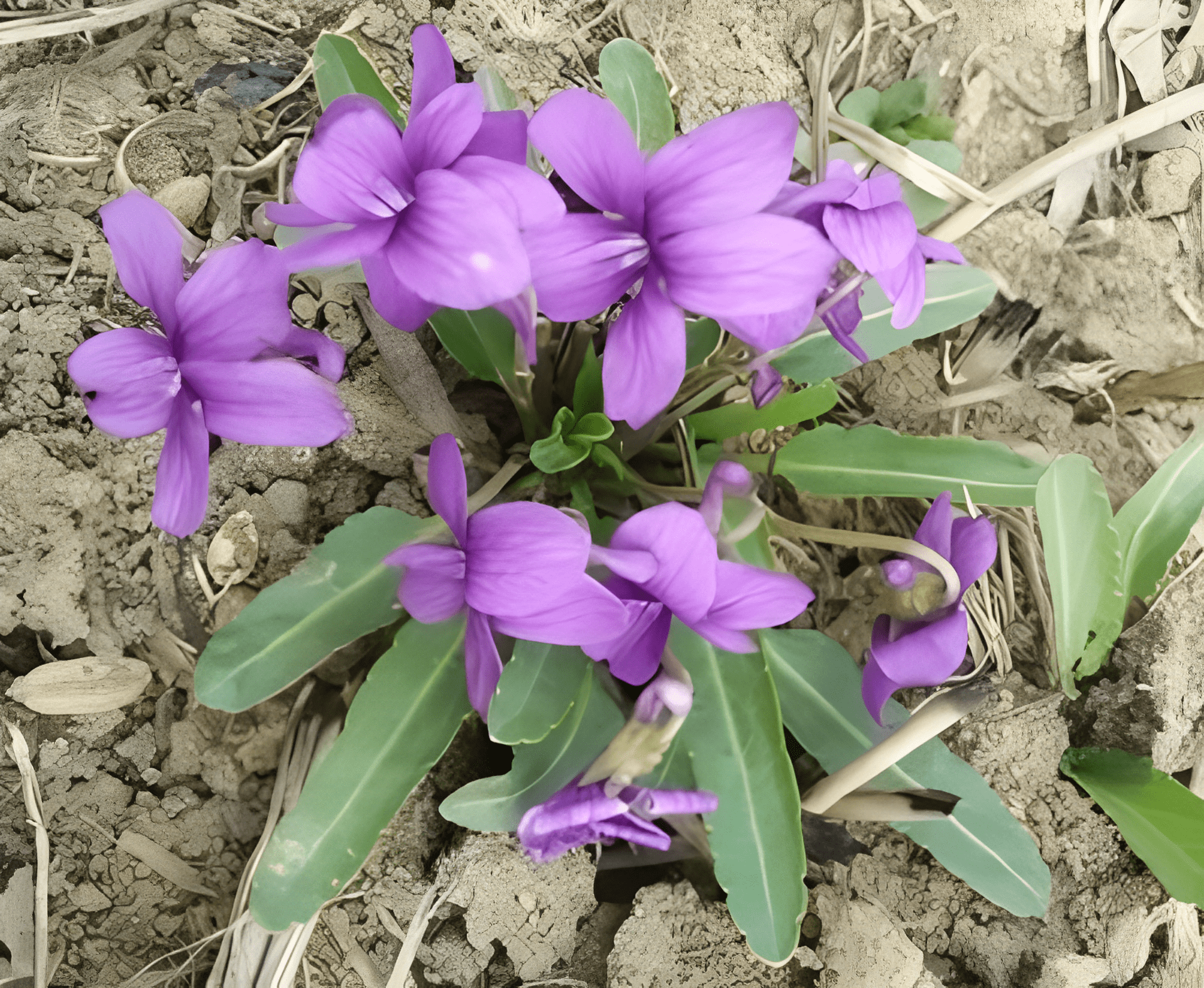 俗名是腹泻草,1年开1次紫色花,万万意料不到珍贵,记得爱惜