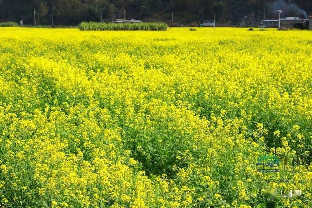 上林油菜花图片