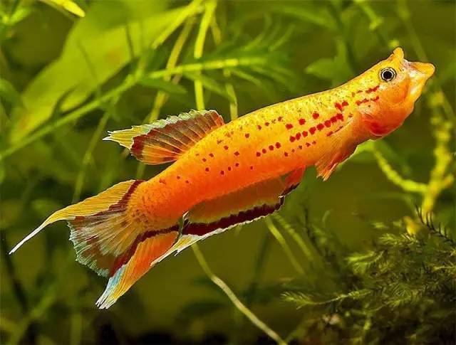 七彩稻田鱂27七彩蓝眼灯28三叉琴尾鱂29苏萨提辛普生鱂30五线鱂感谢