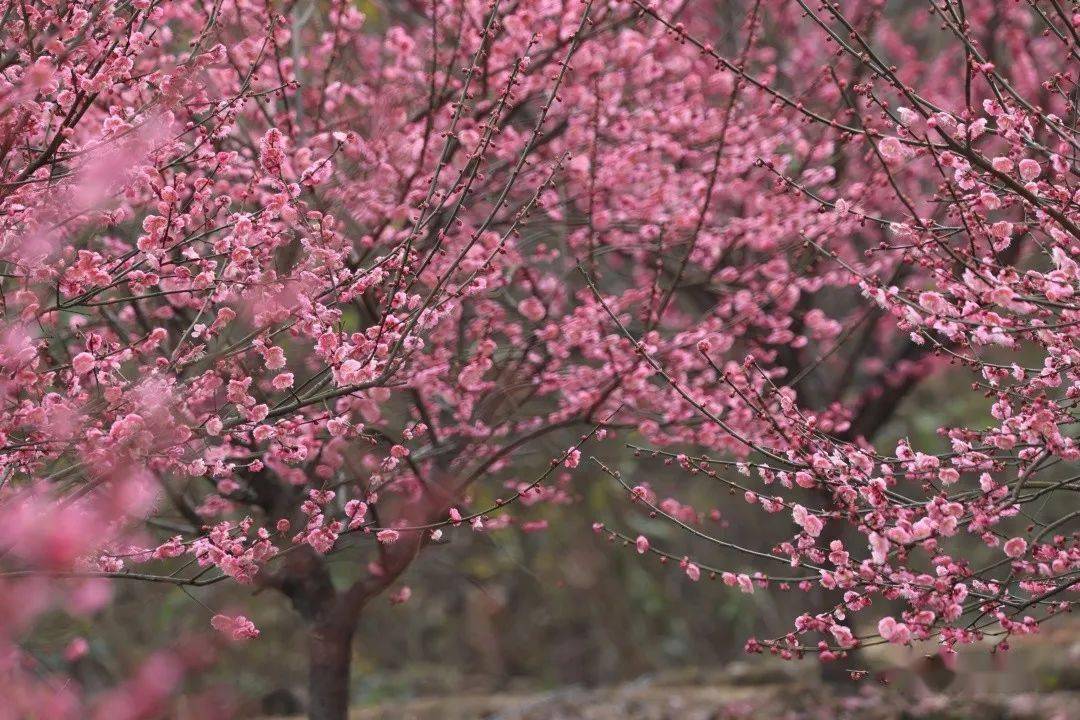 梅花_红梅_粉色