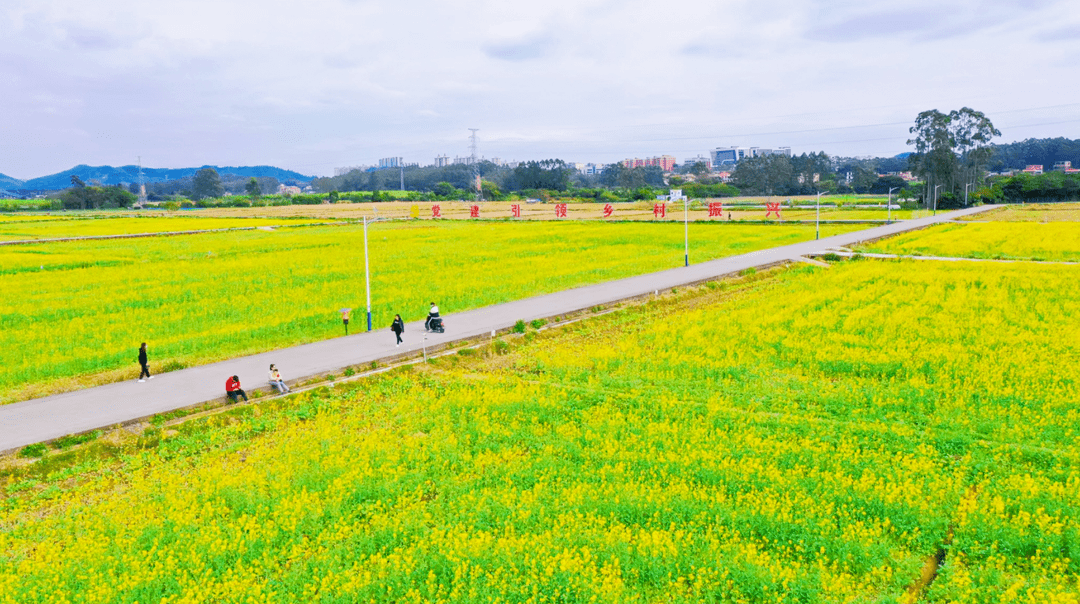 朱村街油菜花种植地乡村田园新画卷绘就出一幅幅秀美的相映成趣与蓝天