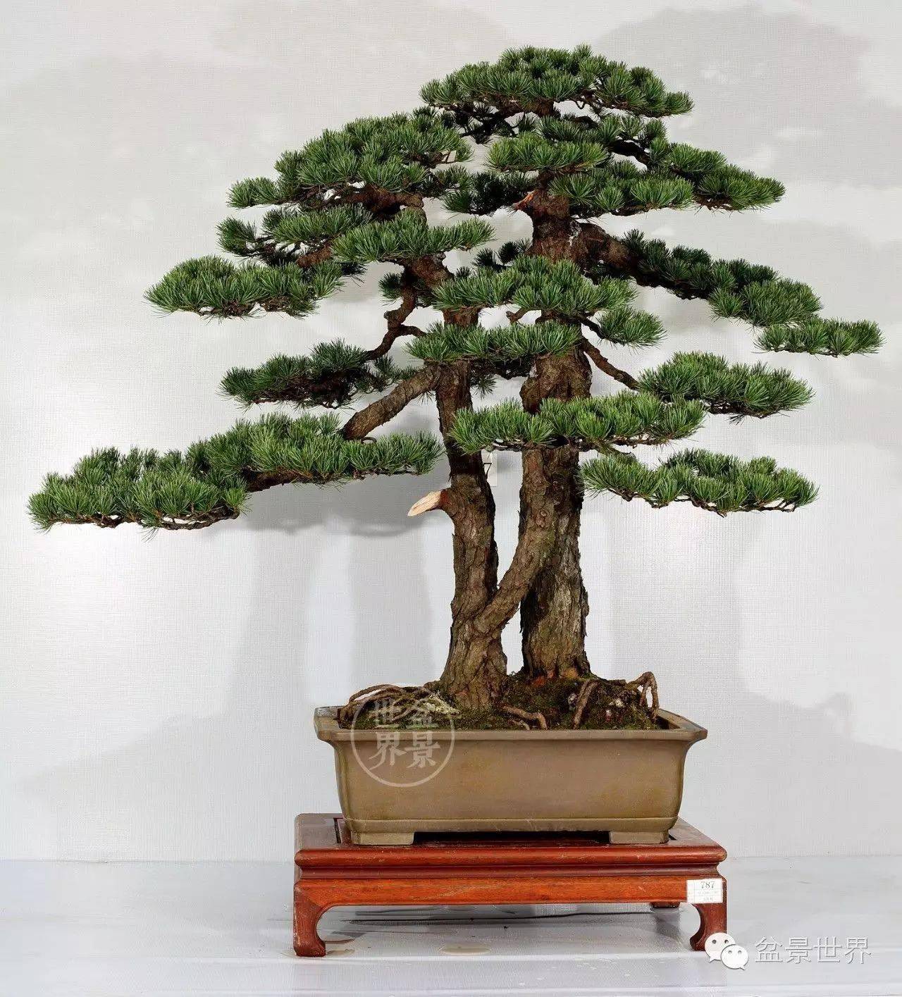 情人树_作品_cm_the