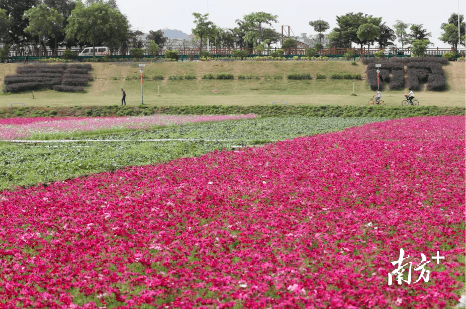 走，茶山看花海，相逢春日暖阳