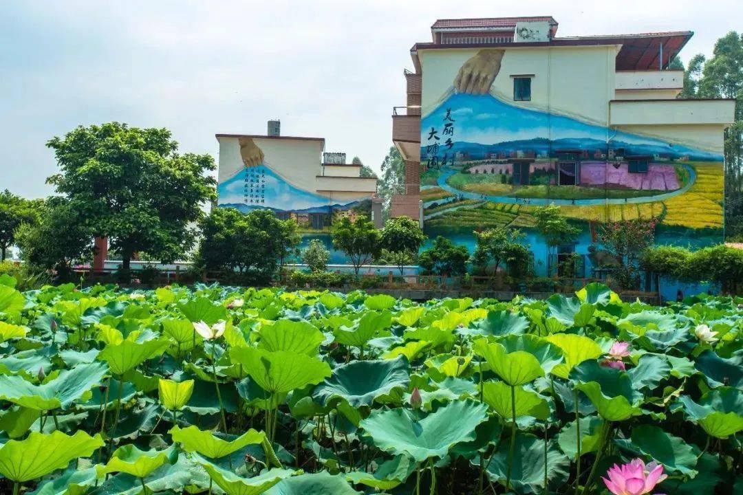 增城大埔围村又登上央视啦!这次的关键字是._乡村_粉红色_景区