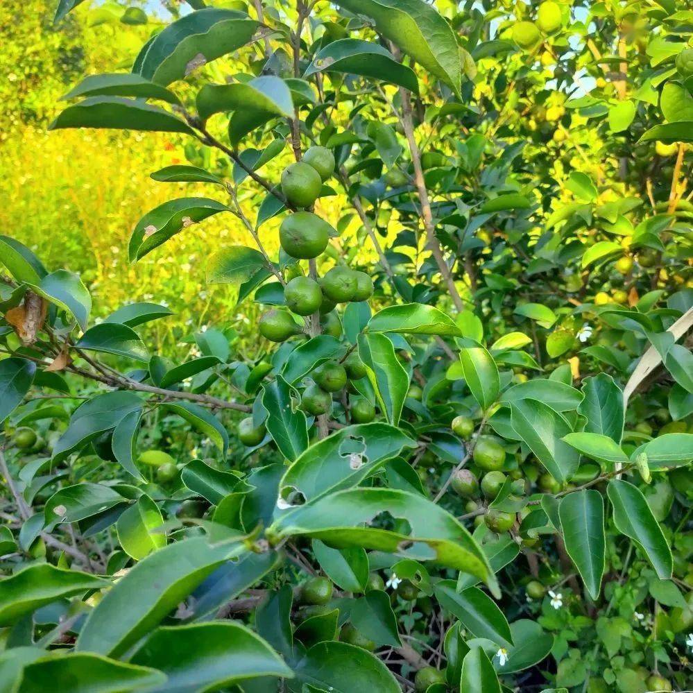 香花油茶中试基地二补助条件(一)面积要求