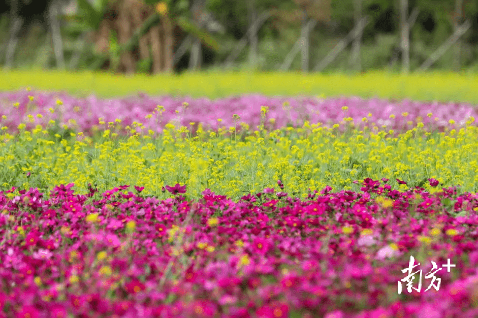 走，茶山看花海，相逢春日暖阳