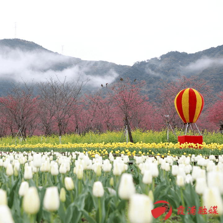 霞浦玉潭樱花谷图片图片