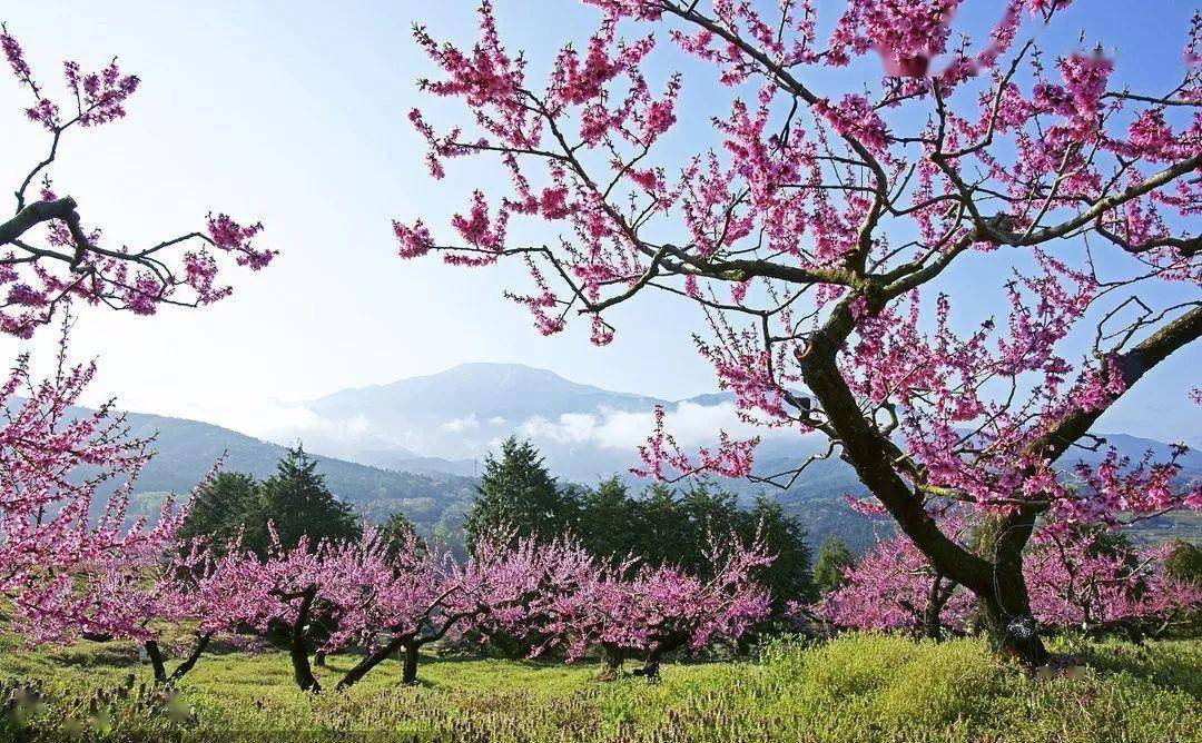 春天青山绿水花开图片图片