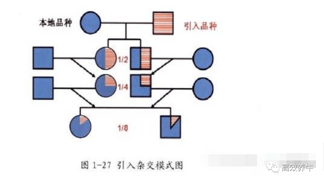 杂交的示意图图片