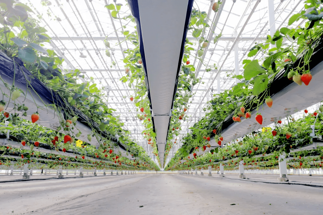 总要来趟南京吧,来看看春天……_草莓_傅家边_温泉