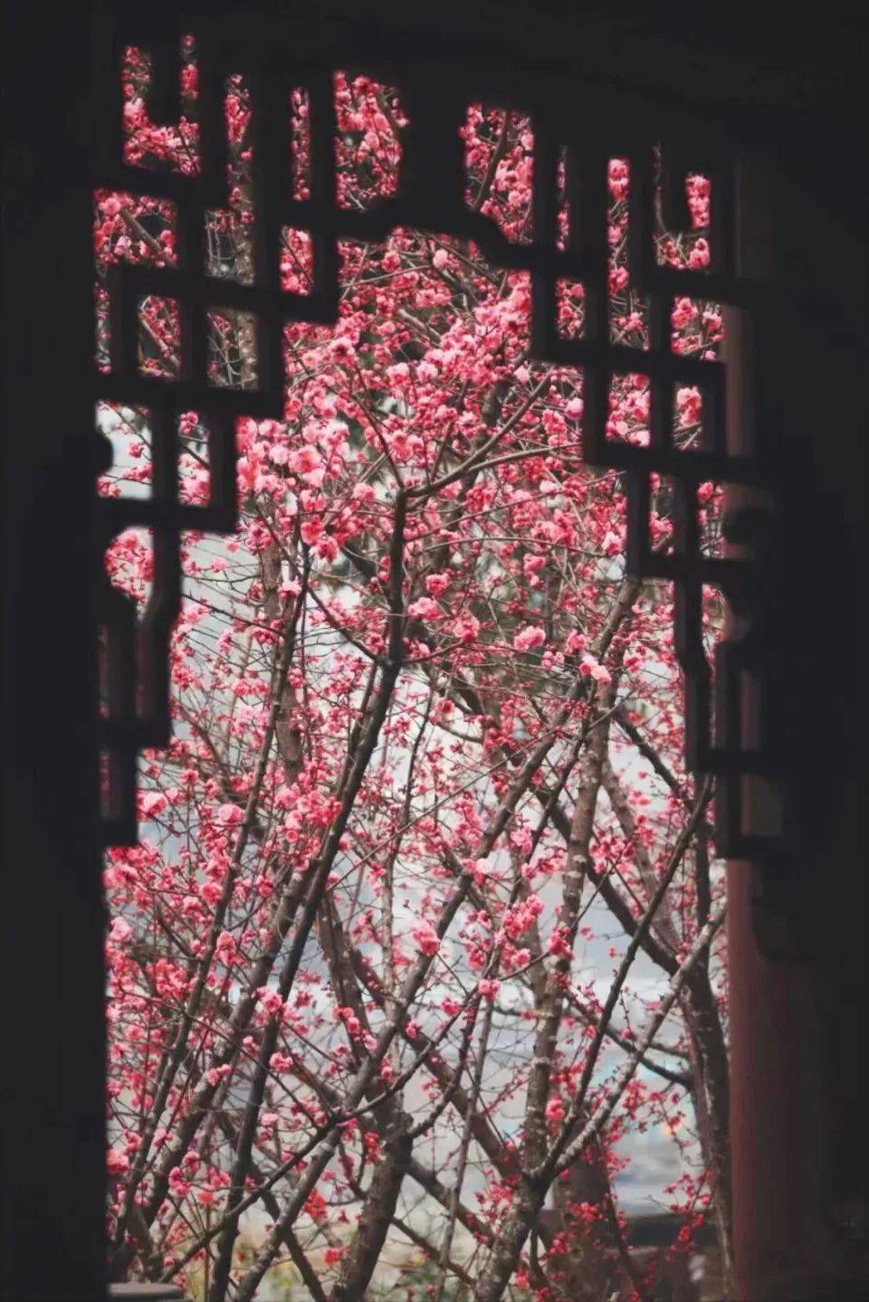 《眼儿媚·元月梅花》庄灿煌