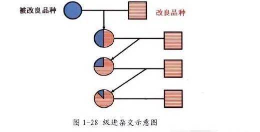 杂交图解怎么画图片