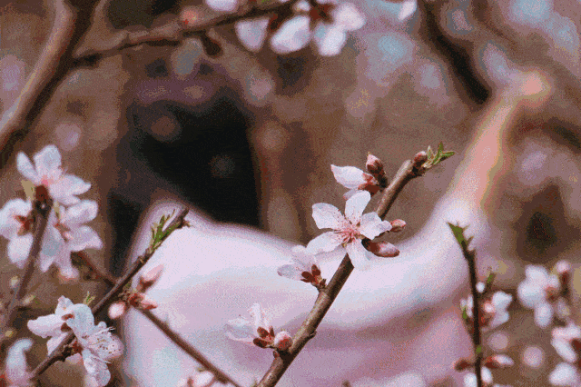 周三/四/六/日出发【桃花+玉兰花】鹰嘴桃花粉嫩涨满屏,阿婆六茶花玉兰花开,打卡广州海拔最高村庄!!_活动_费用_小镇