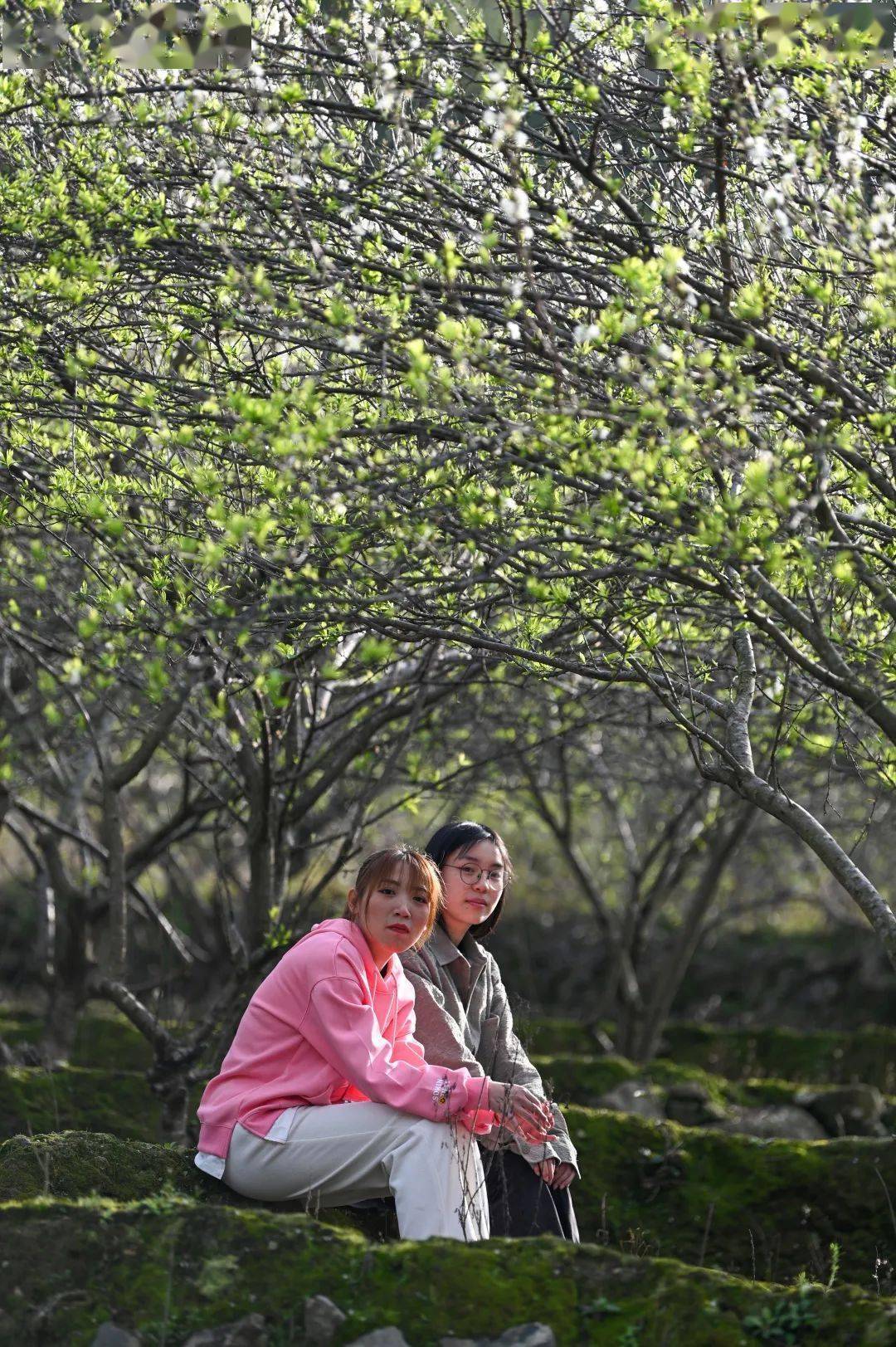 二月李花图片