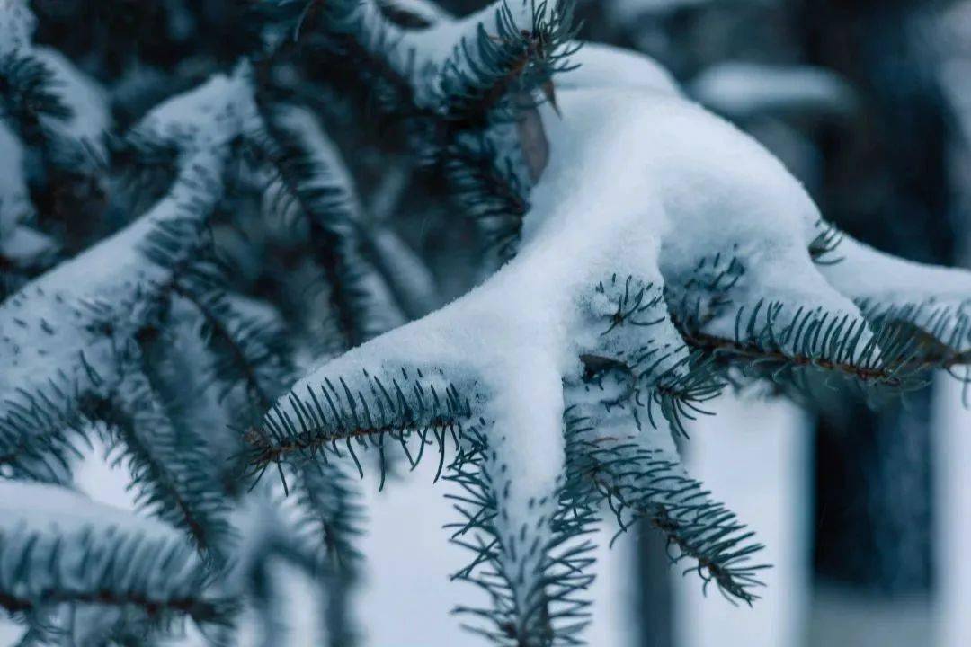 我的家鄉下雪了,你那裡呢?_雪景_內蒙古_白雪