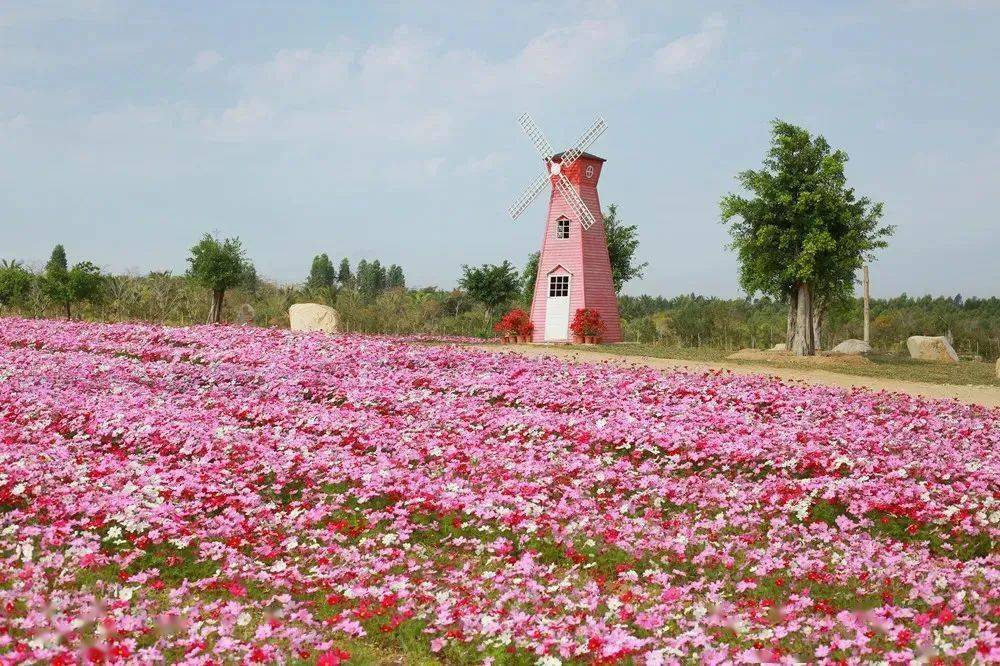 昌江花海景区图片