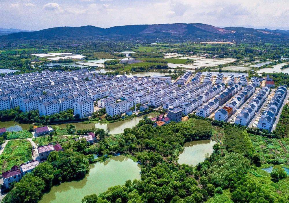 林城镇代表在行动 | 履职为民15年,带"旺"乡村致富路_汪海浪_发展_北