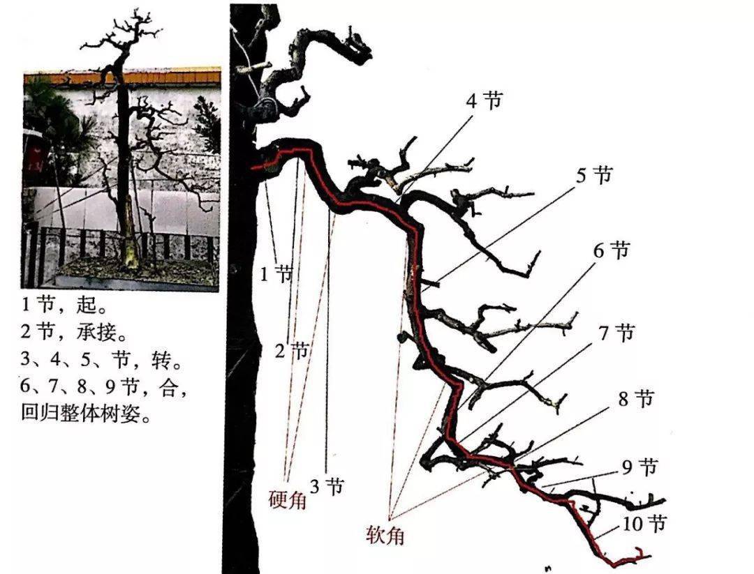 盆景枝托布局走位图片