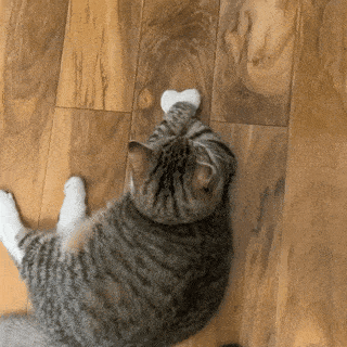 猫咪摇脚表情包图片