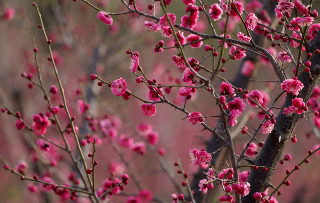 种植了2000株梅花,有红须朱砂,长蕊宫粉,桃红台阁,紫蒂白,小绿萼等10