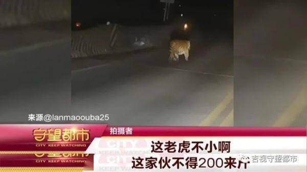 须眉偶遇“迷路虎”，趴着护栏在找路