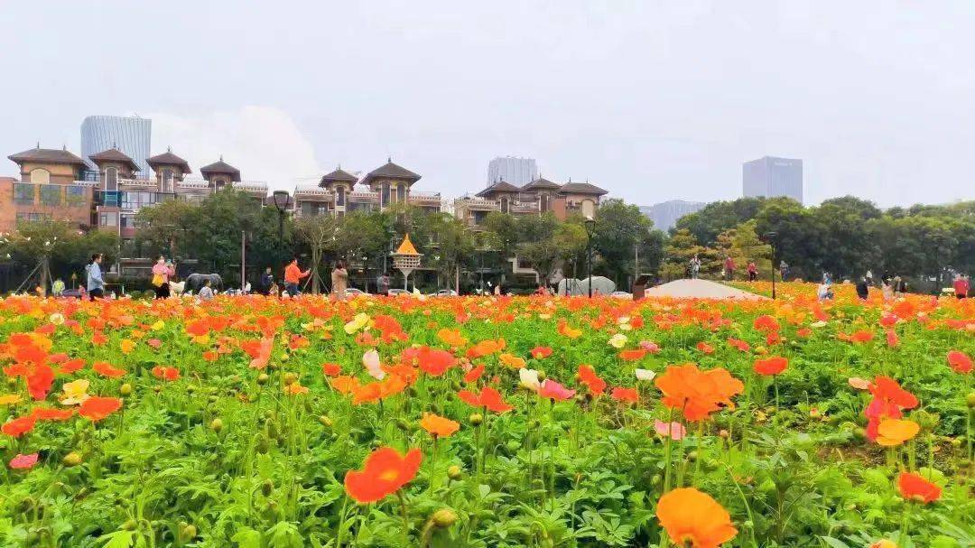 顺德这里刷屏了!_花海_顺峰山公园_北滘