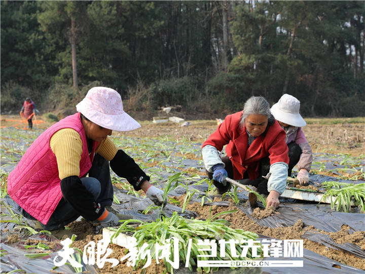 枫香种子（枫香种子类型） 第2张