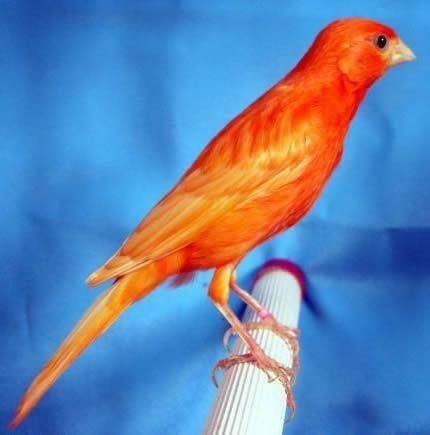 去年柳风杏雨时,从花鸟市场挑来一对珍珠鸟与一只芙蓉鸟.