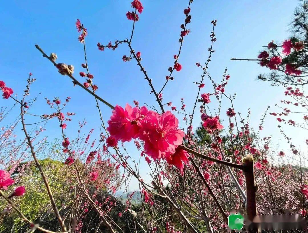 巨峰寺桃花盛放,內附賞花公交線路指南_南澳縣_汕頭_市民