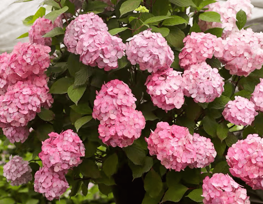 繡球花品種合集(四)_靈感_卡米拉_愛意