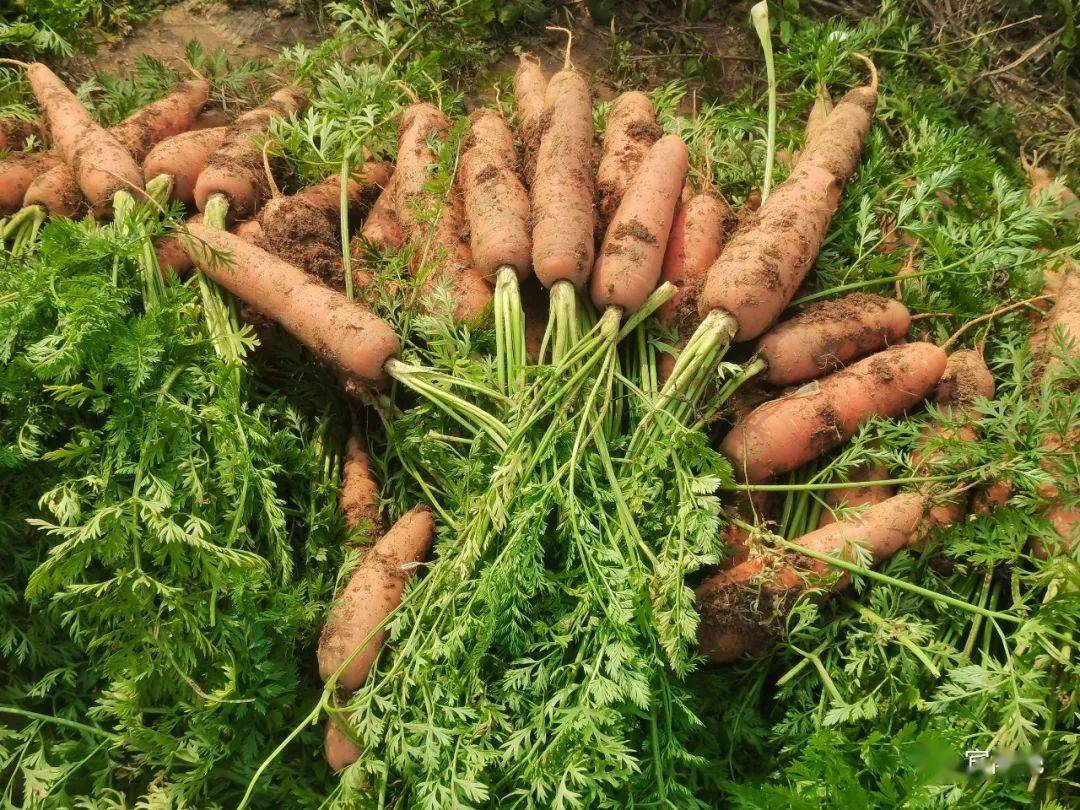 【乡村振兴】宾阳王灵:胡萝卜迎丰收 田间地头采收忙_种植_群众_优势