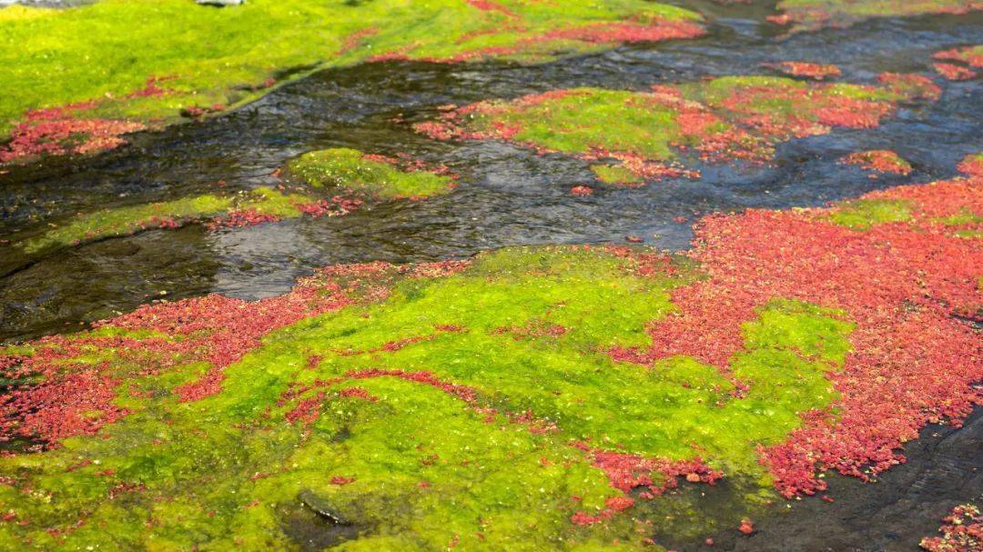 芳草百味 | "满江红"不只是词牌名,还是……_中药_龚又明_水草