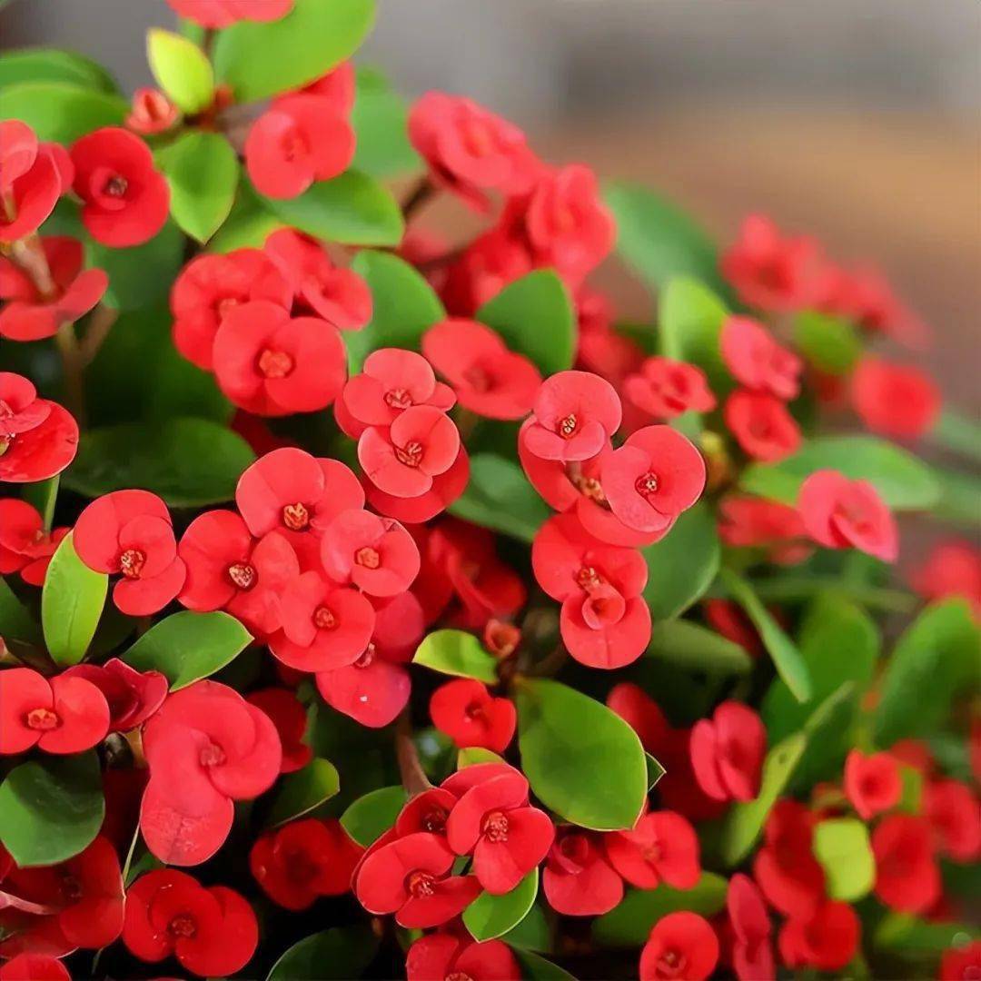 花旺人不旺",屋内若有这5种花,早些搬出去养_夹竹桃_水果_植物