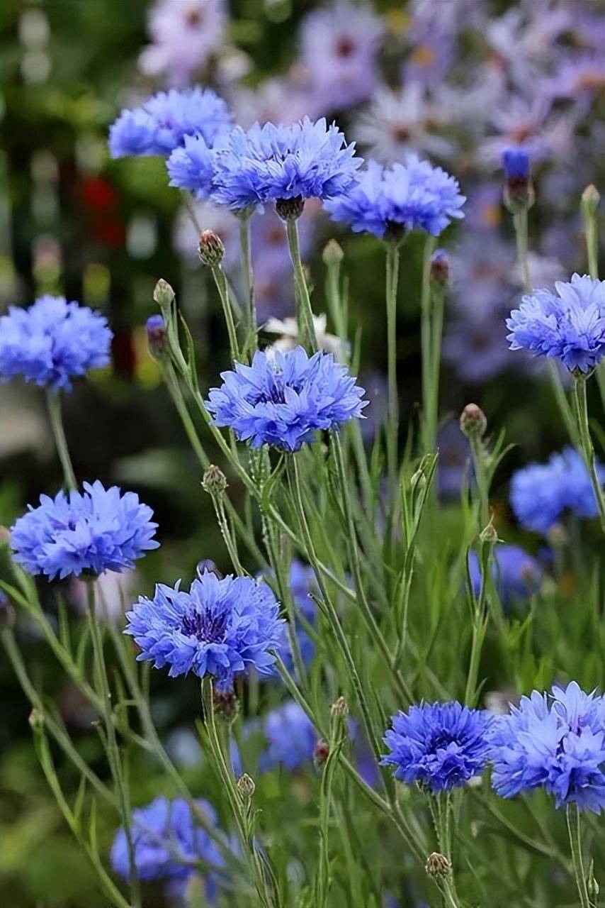 蓝芙蓉花语图片