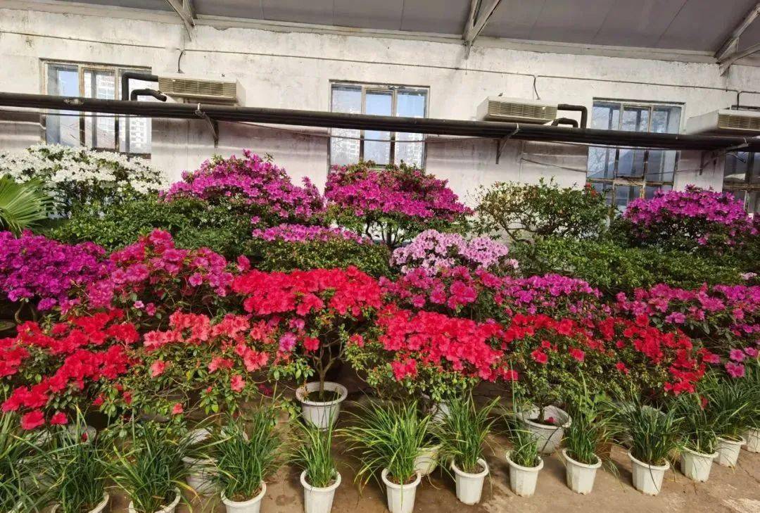 本周末,江南公园杜鹃花展启幕!_江城_游客_晚报