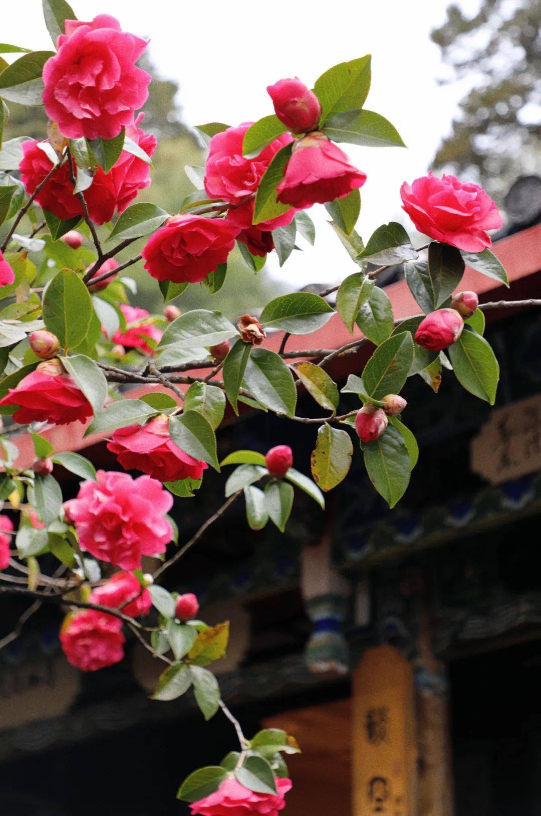 【大美玉龙】"三多节"就去赏花吧!玉峰寺万朵茶花已盛开,就等你来!