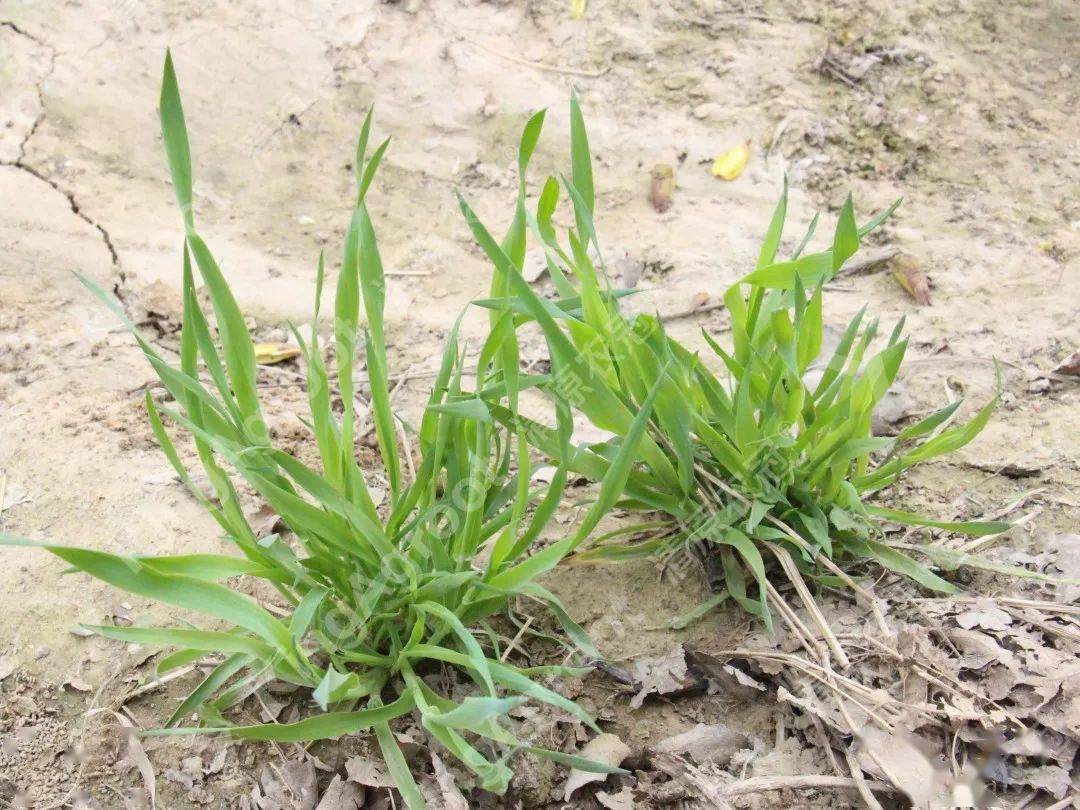高清版麦田常见杂草图谱(建议收藏)