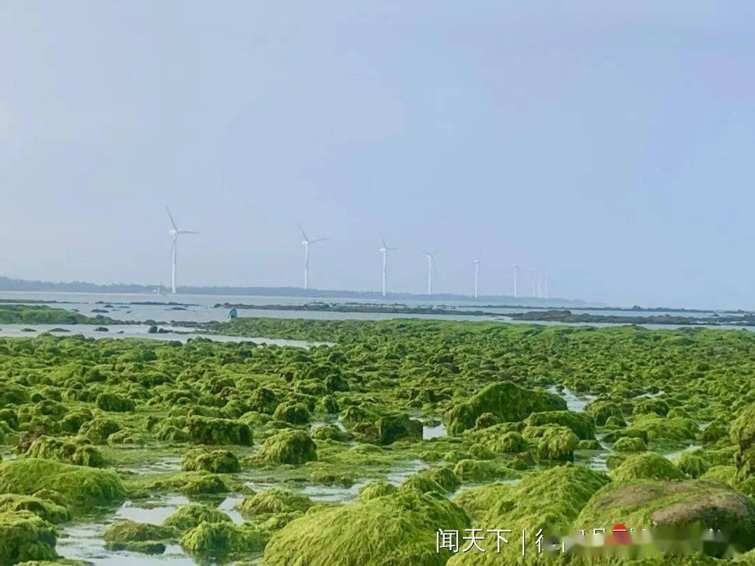 立春之后,徐闻白茅海迎来最佳观赏期,万亩"海上草原"奇观逐渐呈现,绿